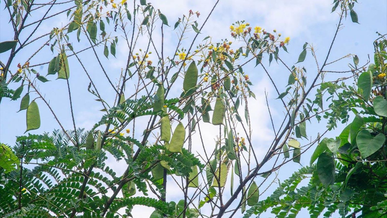 Bài Thuốc Hỗ Trợ Trị Đau Bụng Do Huyết Ứ