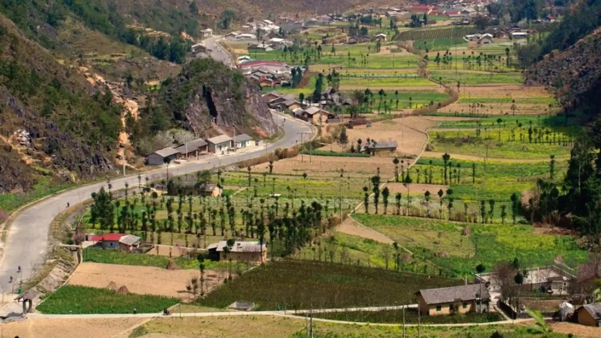 Gỗ Sa Mộc Có Đáng Giá Không?