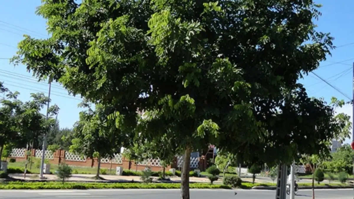 Có Nên Dùng Gỗ Lát Hoa Cho Nội Thất Không?