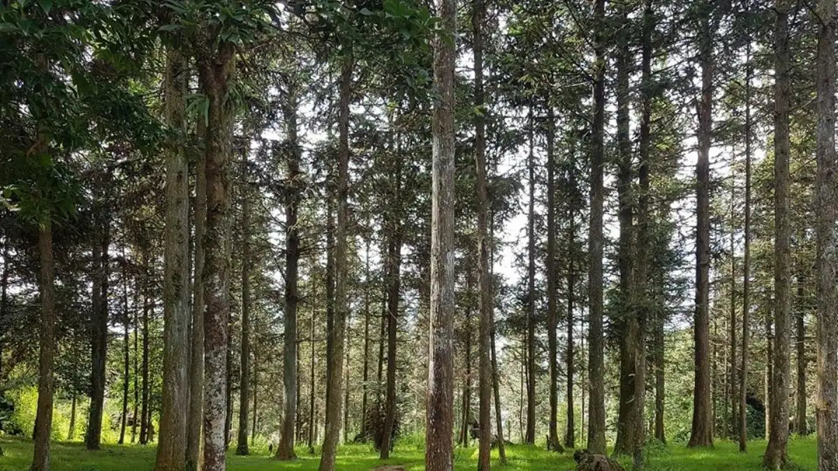 Hạn Chế Cần Lưu Ý