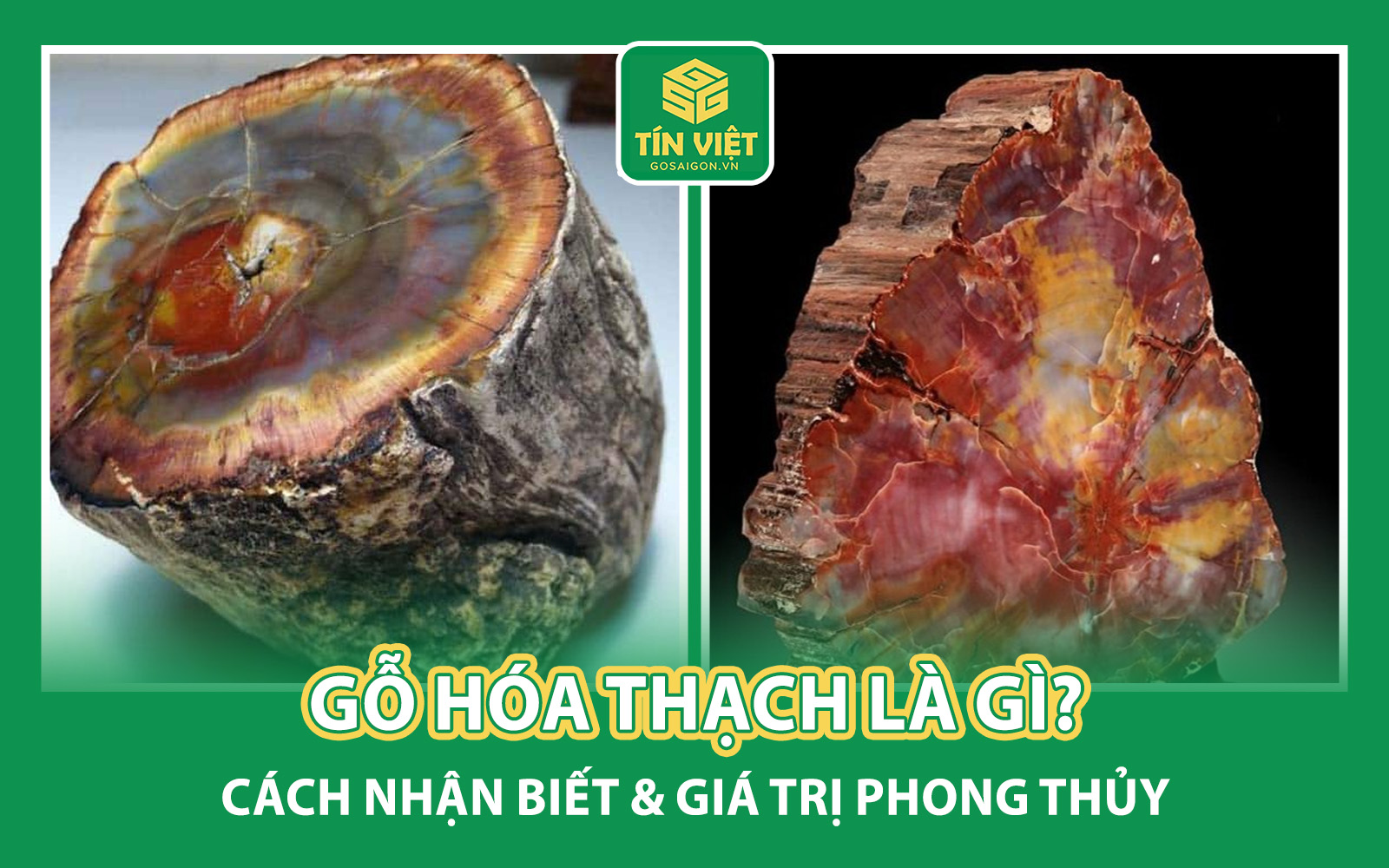 Gỗ Hóa Thạch Là Gì?