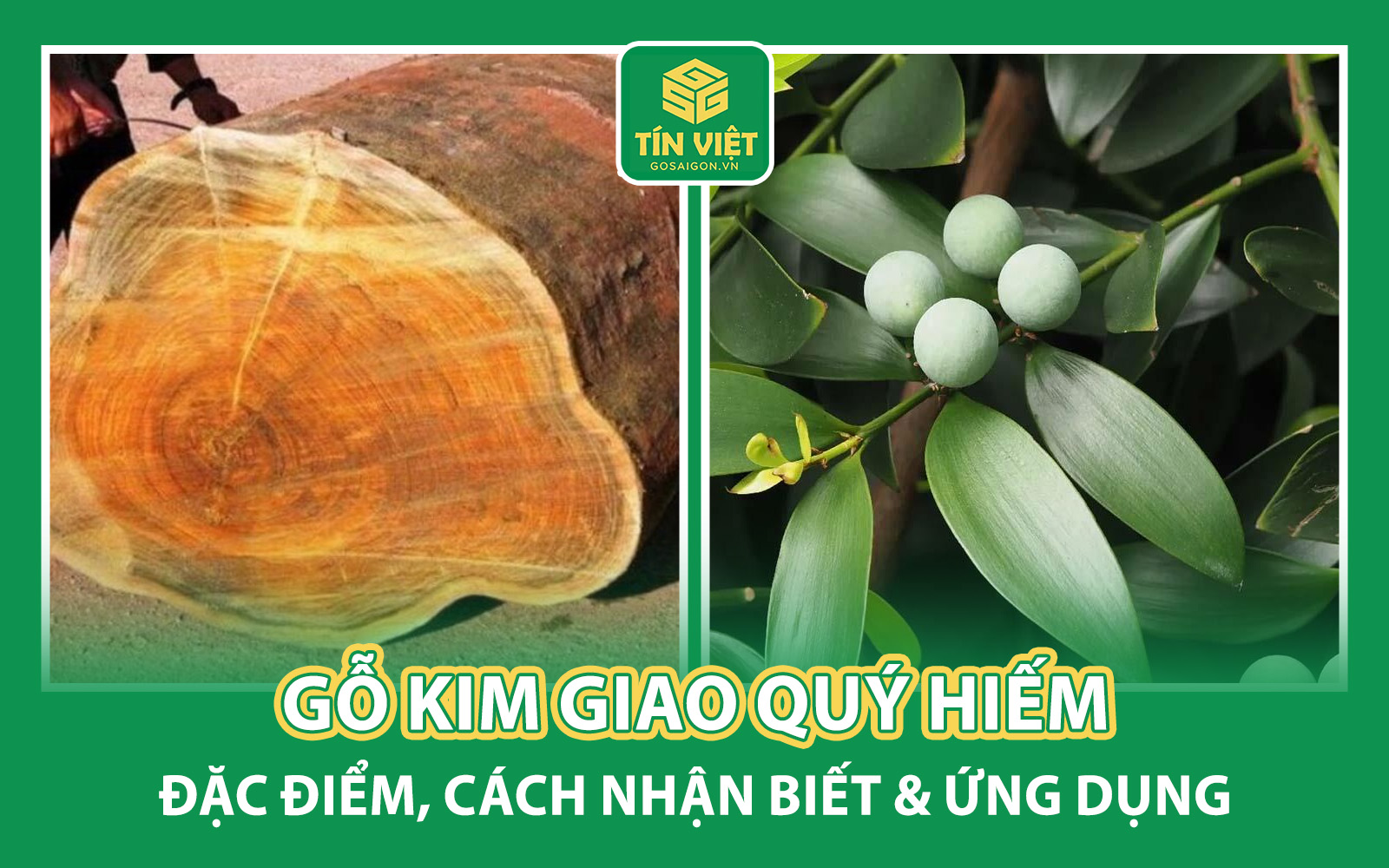Gỗ Kim Giao Qúy Hiếm