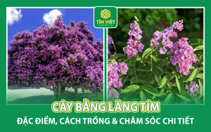 Cây Bằng Lăng Tím