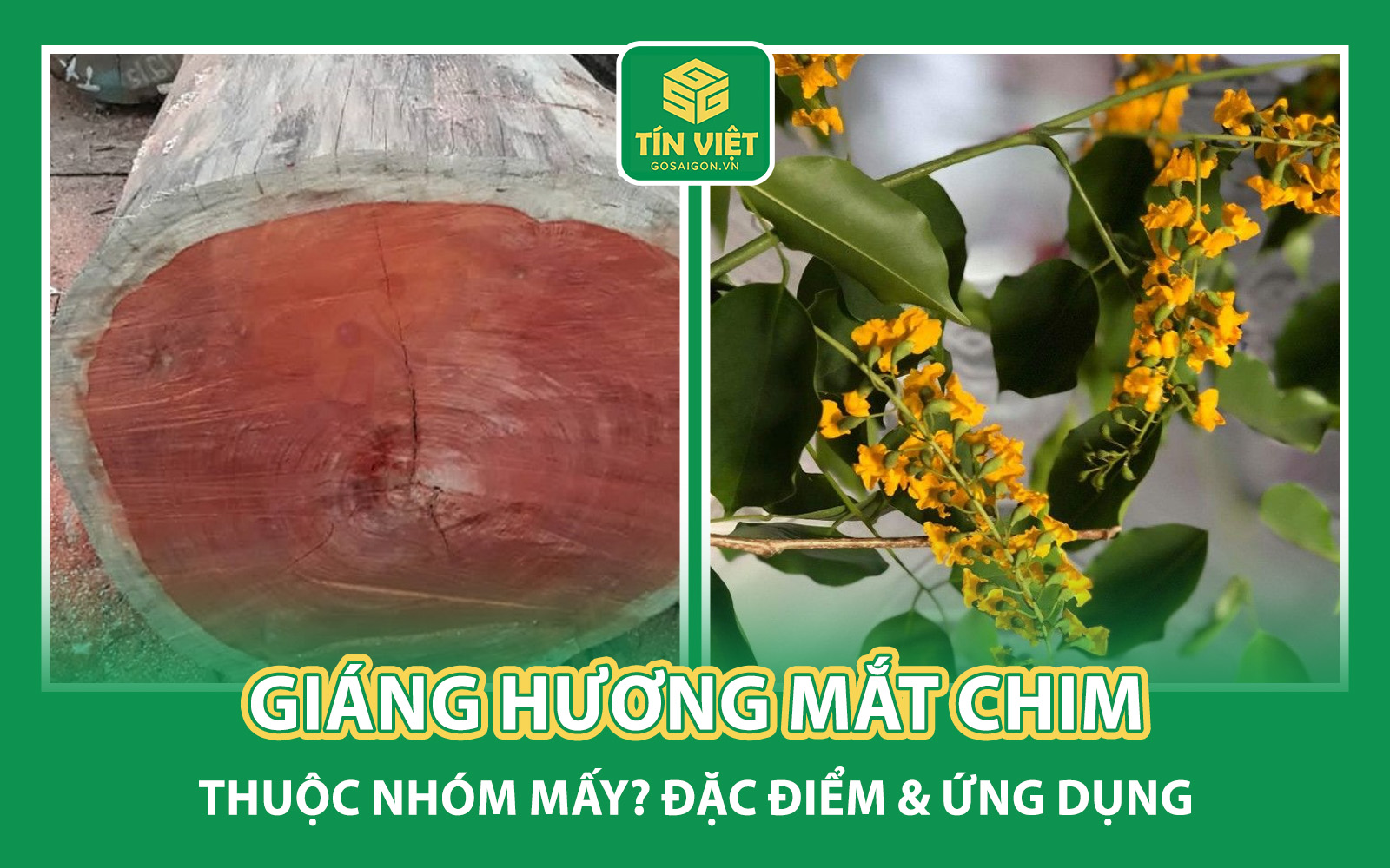 Giáng Hương Mắt Chim