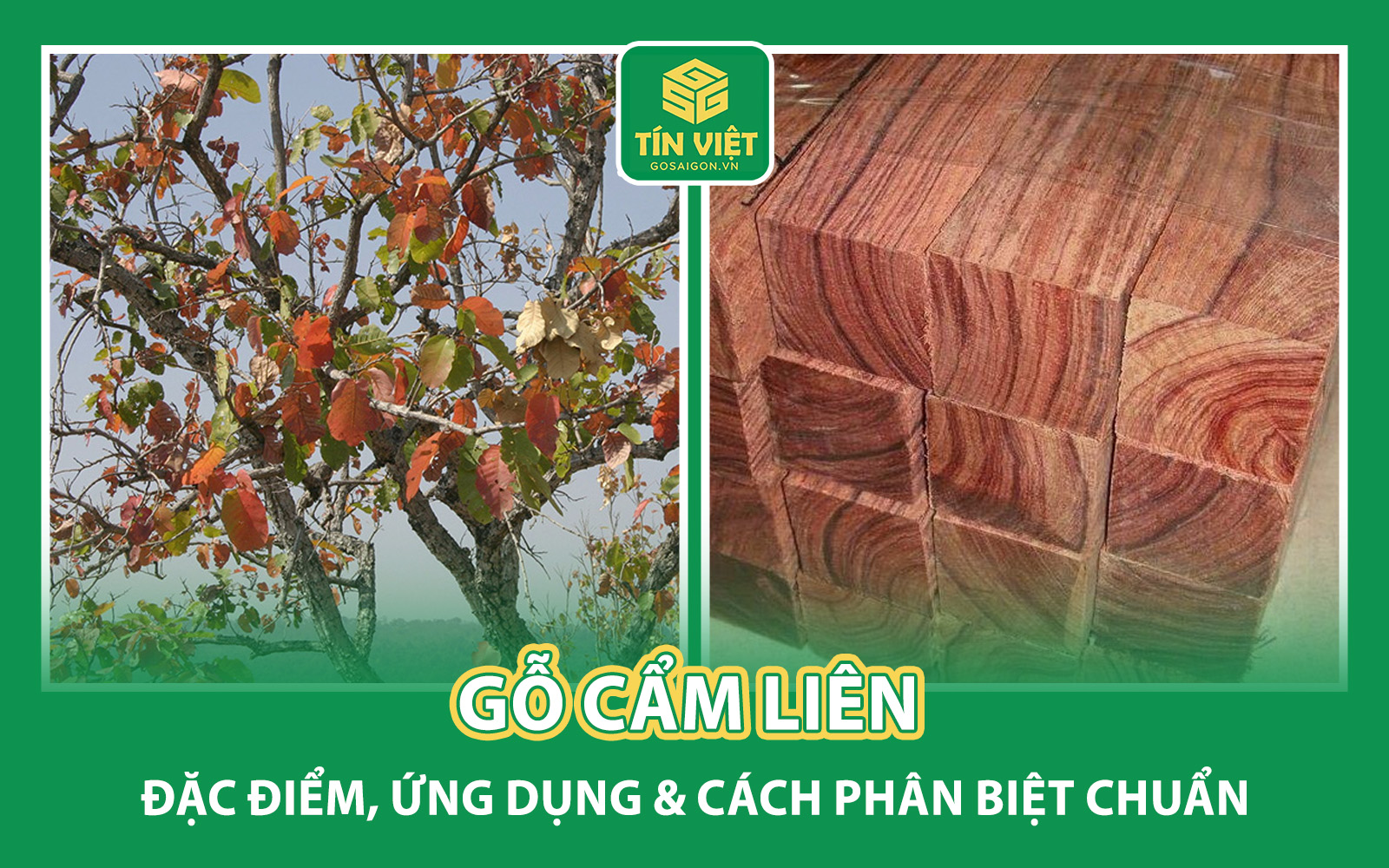Gỗ cẩm liên quý hiếm
