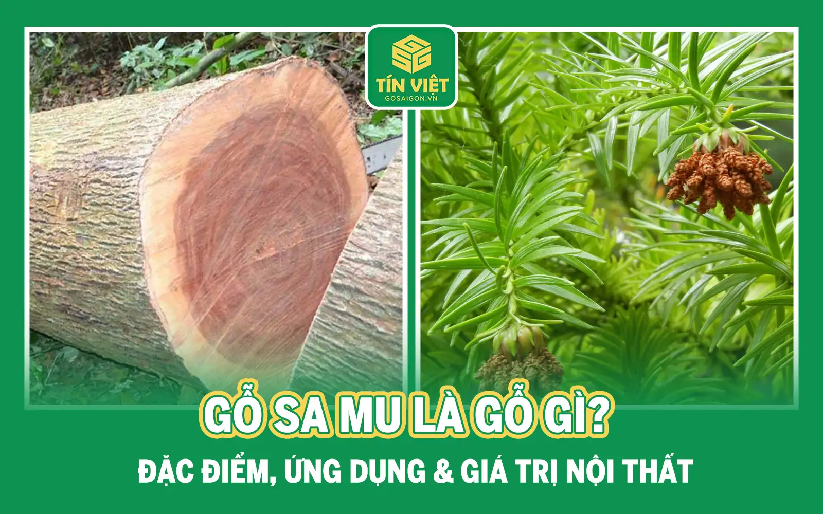 Gỗ Sa Mu Là Gỗ Gì? Đặc Điểm, Ứng Dụng & Giá Trị Nội Thất