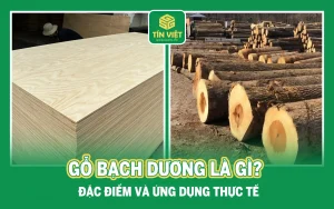 gỗ bạch dương