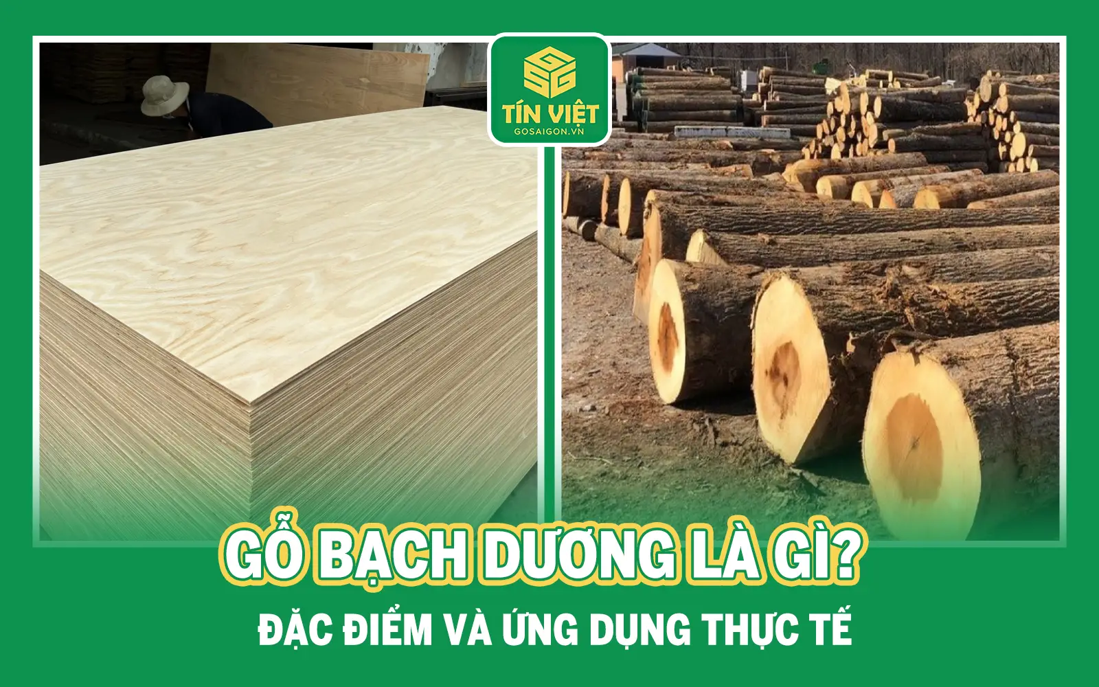 gỗ bạch dương