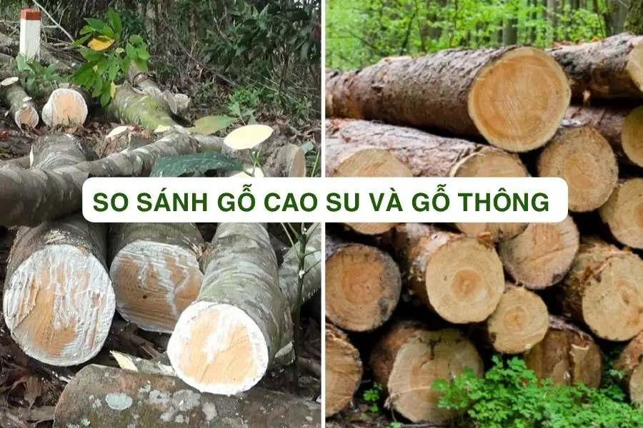 SO SÁNH GỖ CAO SU VÀ GỖ THÔNG