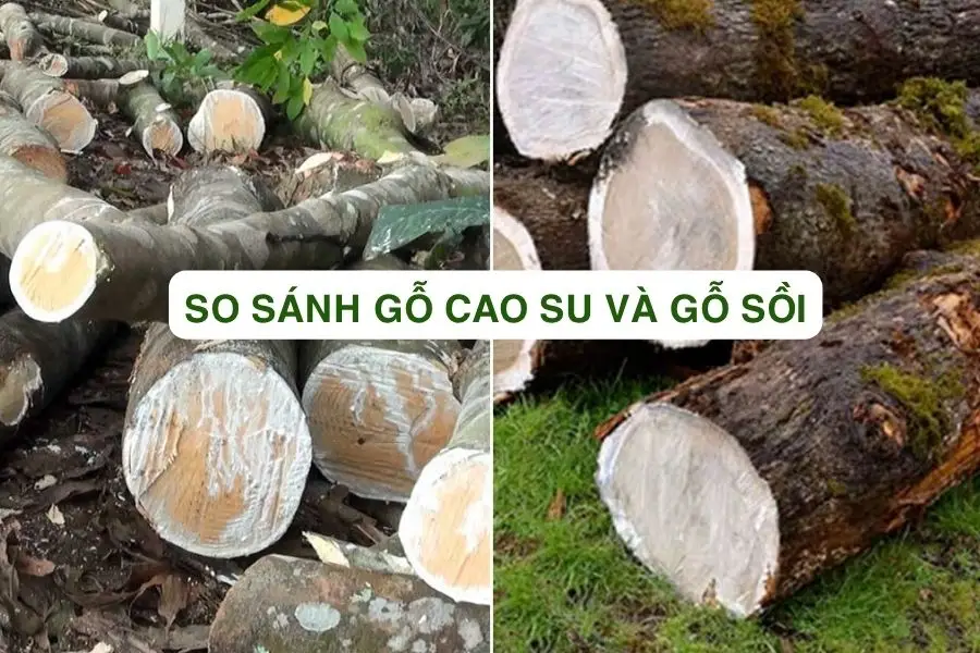 SO SÁNH GỖ CAO SU VỚI GỖ SỒI