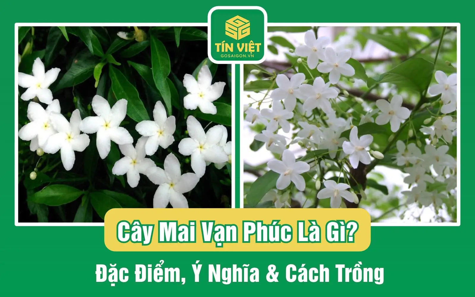 Cây Mai Vạn Phúc Là Gì? Đặc Điểm, Ý Nghĩa & Cách Trồng